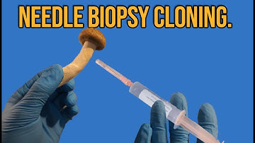 Cloning Mushrooms Using The Needle Biopsy Technique.