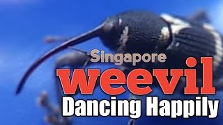 Singapore insect Tiny Weevil bug dancing macro video