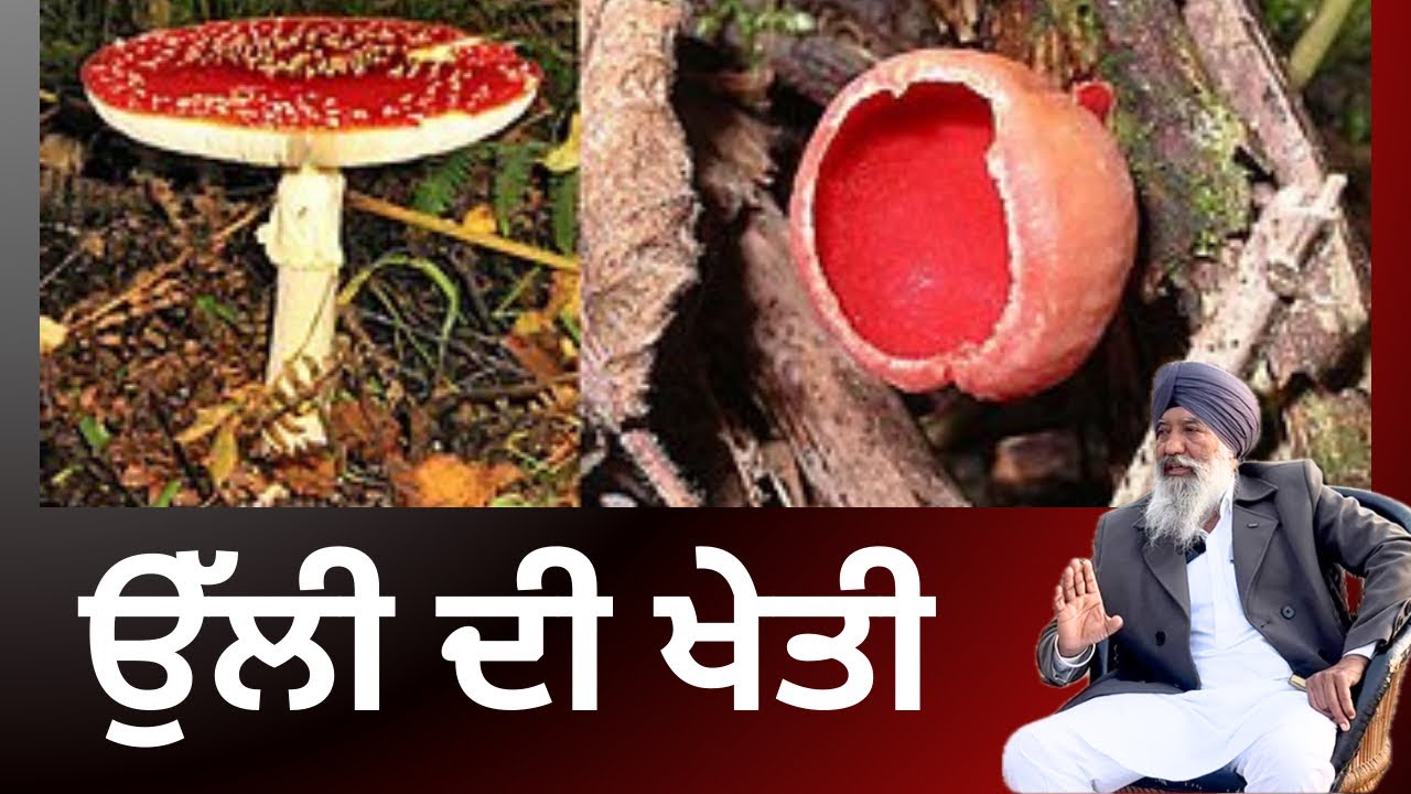 ਉੱਲੀ ਦੀ ਖੇਤੀ, ਬਿਨਾ ਜ਼ਮੀਨ ਤੋਂ ! #punjabi #punjab #farming #agriculture #khetibadi #kisan #farmer