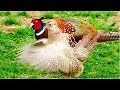 Common Pheasants: Courtship