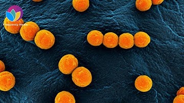 Enterococcus Gallinarum Elimination | Reduce Inflammation & Stop Infection