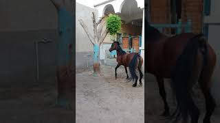 مزرعه ابوالدهب للخيول العربية مركز العسيرات محافظة سوهاج