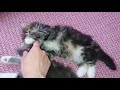 Купить сибирского котёнка в питомнике сибирских кошек siberianbears.com Siberian kitten available