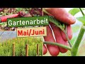 🍅 Tomaten pflanzen, anbinden &amp; ausgeizen 🌱 Unkraut jäten/hacken 👨‍🌾 GYT 2022 😊 Gartenarbeit Mai/Juni