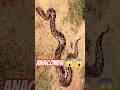 ''धरती का सबसे ज़्यादा हड्डियों वाला जानवर 😱 | Python Fact | #Shorts #shorts video #viral #facts