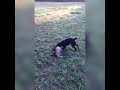Terrier vs badger   best fight