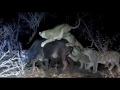 SafariLIVE 09/24/16 Last Part of Drive with the Lion Kill