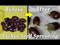 How to grow Lychee plant from seeds - how to germinate Lychee seeds