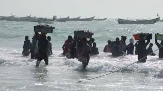 Mauritanie Nouakchott Arrivée des pêcheurs / Mauritania Nouakchott Arrival of fishermen