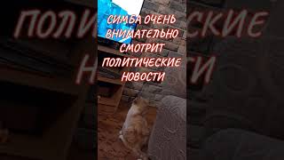 СИМБА 😼ОЧЕНЬ ВНИМАТЕЛЬНО СМОТРИТ 🐱ПОЛИТИЧЕСКИЕ НОВОСТИ 🔎