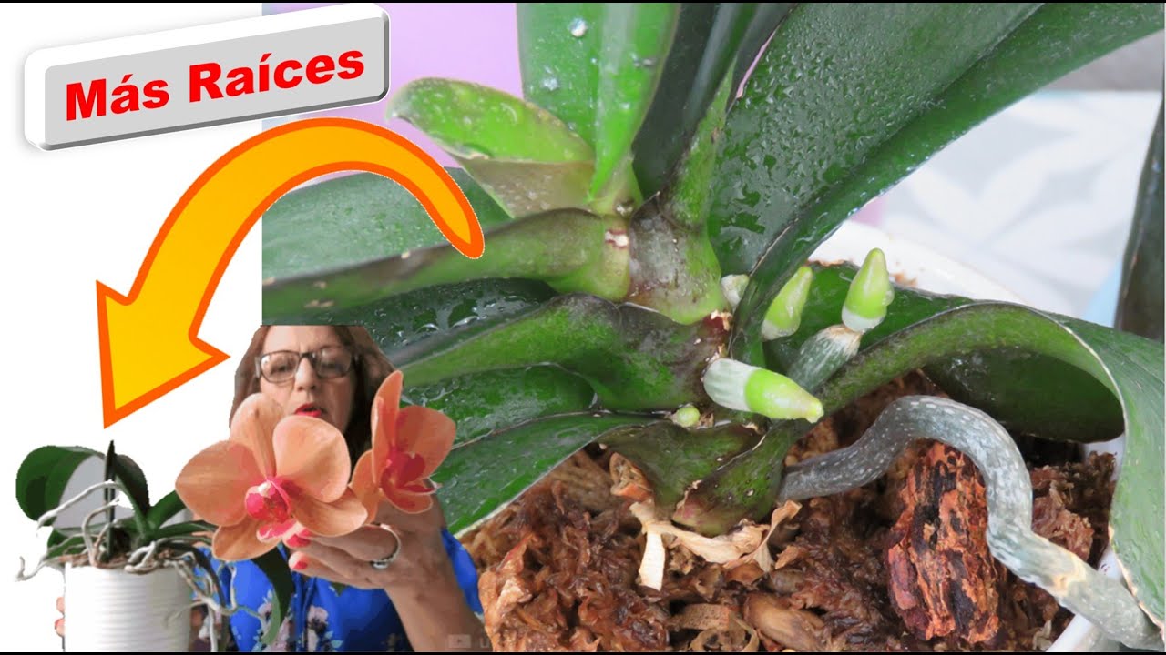 Como hacerle mantenimiento a una orquidea con raices viejas y lograr que tenga raíces nuevas #376