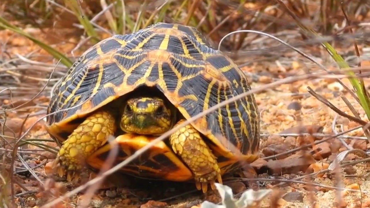 Geometric Tortoise Facts @wildwithnature7030