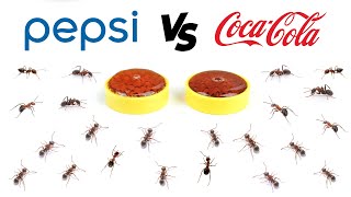 把百事可乐和可口可乐同时喂给蚂蚁，它们会选择喝哪个？