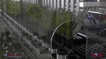 Young plants vision grading - LKP Plants