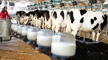 Amazing Modern Beef Sheep Processing Technology  Incredible Automatic Goat Milking Factory 1