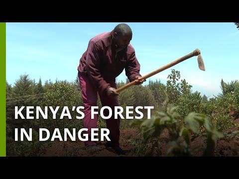 Poverty-fueled deforestation threatens Kenya’s largest water catchment