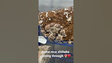 Thumbnail of Some nice #shiitake mushrooms coming through 🍄❤️ #aussiefoodie #fungi #mushroom