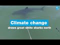 Climate change draws great white sharks north • FRANCE 24 English