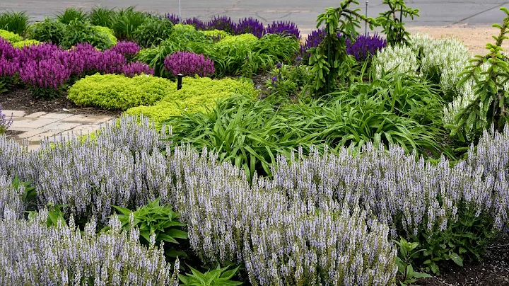 Salvia Variety Comparison Update | Walters Gardens