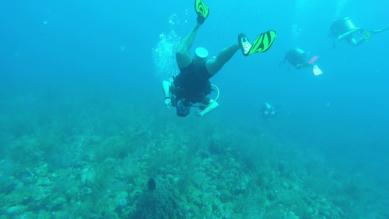 St. Kitts Dive with sharks YouTube