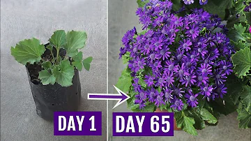 Come si cura la pianta di cineraria?