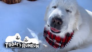 雪の中で食べるお芋がとても美味しくてウットリするルンルンです　Great Pyrenees　グレートピレニーズ