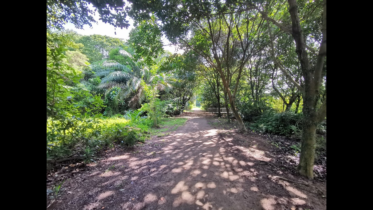 Today we went to ? Tampines eco green , very beautifull park nxt to the highway in Tampines.