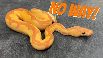 First STACKED Holdback Of The 2023 Season! Starting The Year Strong