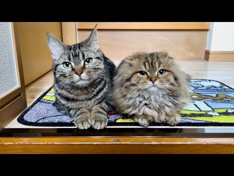 デートへお出かけするのがバレて玄関まで見送りにきた先住猫と子猫