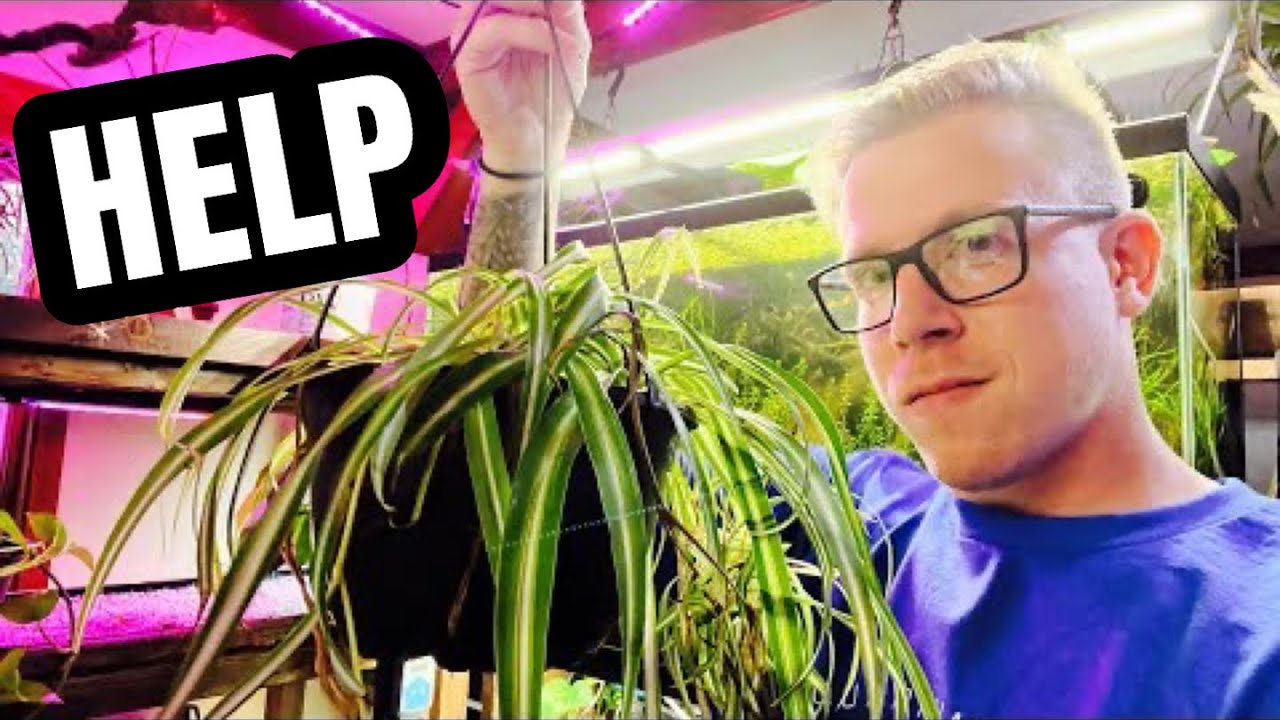 My Spider Plant is Not Growing?