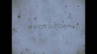 Magnolia Los Angeles Media Fund The New York Times Protozoa 30West Some Kind Of Heaven