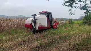 colheitadeira yanmar, colheita do milho 🌽🌽 #yanmar #roça #agriculture