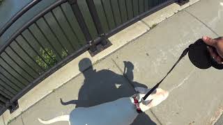 Bull Terrier Winter Summer