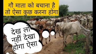 गौ माता को बचाना है तो ऐसा कुछ करना होगा screenshot 2