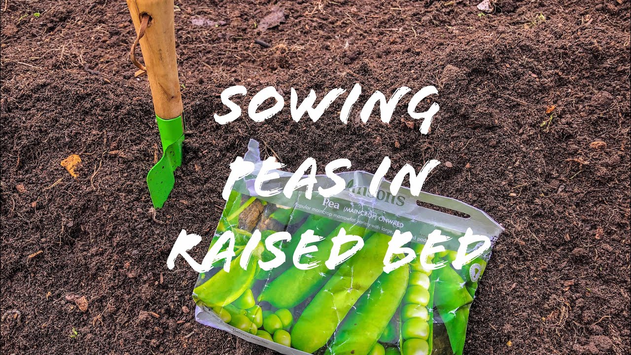 Sowing peas in raised beds YouTube