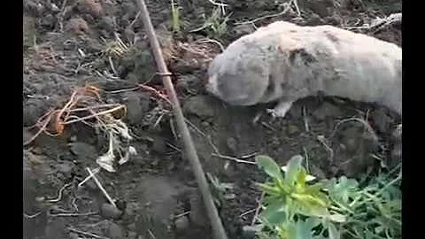 Как ловить слепышей Видеоурок