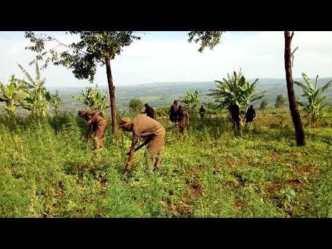 MAGEREZA TARIME KATIKA VITA YA MADAWA YA KULEVYA