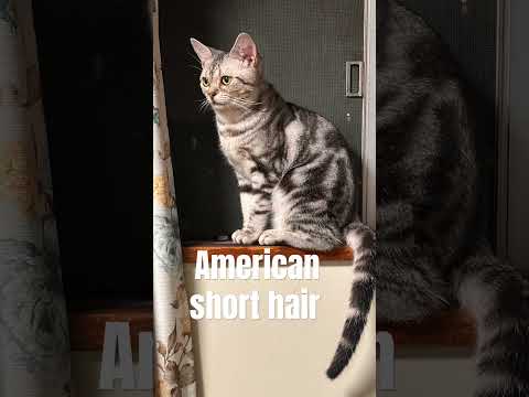 شورت أمريكي قصير الشعر قط JHING0504