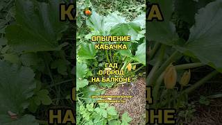 Опыление кабачка вручную 🥒 Сад Огород На Балконе 🎃