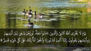 الصفحة 561 سورة التحريم بصوت القارئ المهندس أحمد فايز الحراسيس