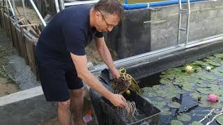 Як правильно посадити водяні лілії або німфеї