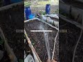 Dilig muna tayo ng bedding ng vermi worm 😁 #farming
