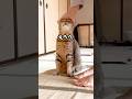 上手と褒め続けた愛猫が自分の名前を勘違いしてないか試した結果…笑