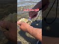 فتح محار البحر  تجربة ساحرة في نوفوبرونزويك  كندا                        طبيعة                   نجومي