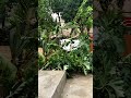 fengal cyclone effect my garden #cyclone #gardening #