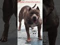 power of transformation #pitbull #lover