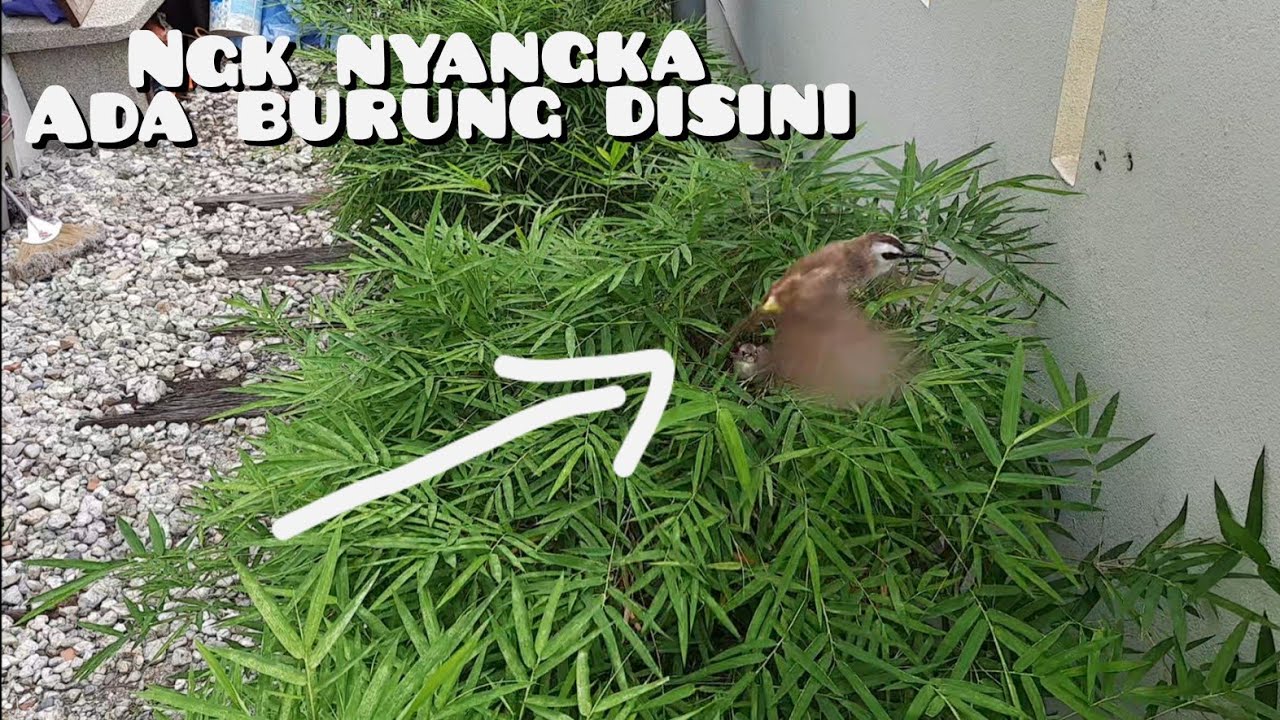 (BURUNG TRUCUK) kicau burung trucuk, merbah putih yg bersarang di atas