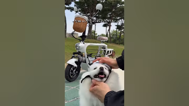 반려견과 함께 드라이브하기 #쿠팡추천 #쿠팡추천템 #반려견 #펫자전거