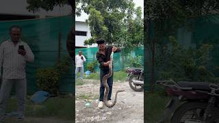 बहुत बडा और खतरनाक अजगर 😰🙆 #snake #python #snakevideo #sarpmitr #hardwork #shorts