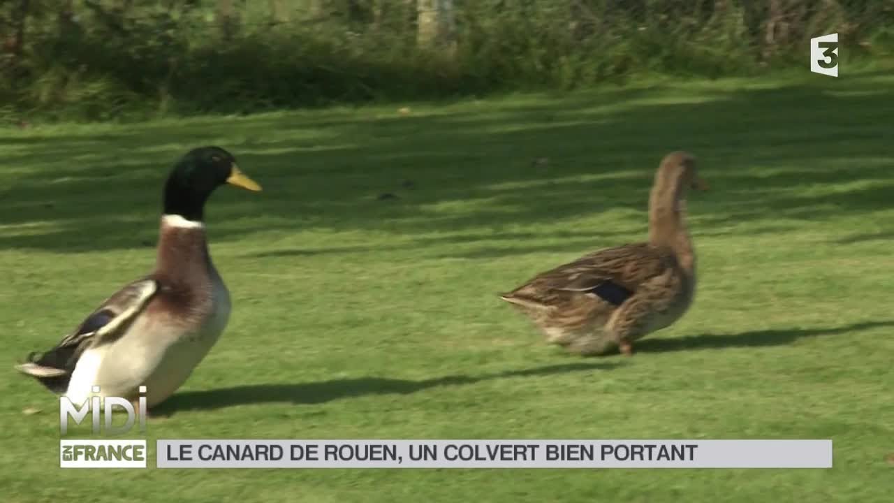 Canard de Rouen • Élevage et vente de canards de surface